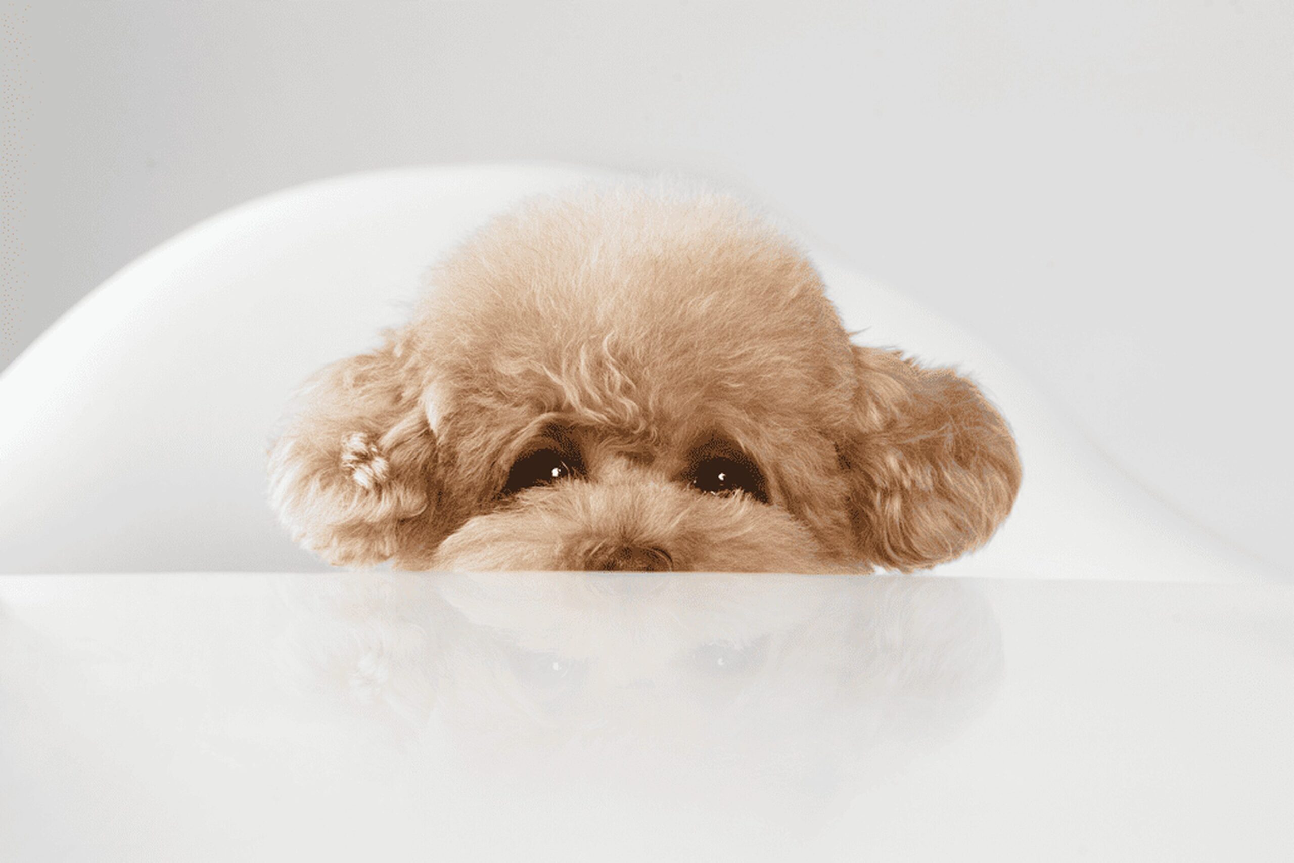 机の向こうから顔をのぞかせるトイプードル